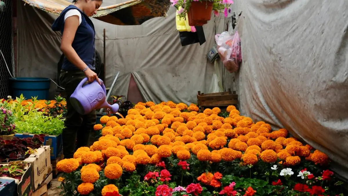 Flores de cempasúchil